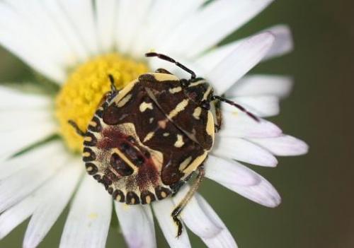 Carpocoris sp.