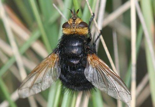 Réf. 5 261 : Tachina grossa