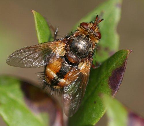 Réf. 5 287 : Tachina magnicornis
