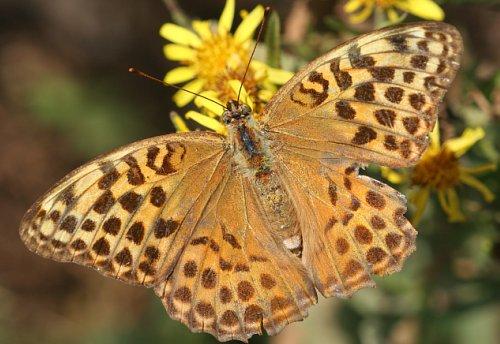 Réf. 5 319 : Argynnis paphia