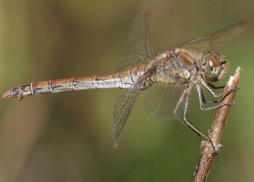 Sympetrum striolatum