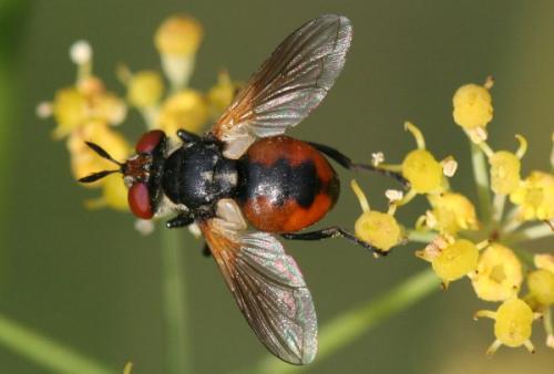 Gymnosoma clavatum