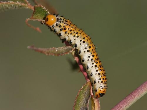 Réf. 5 682 : Arge ochropus