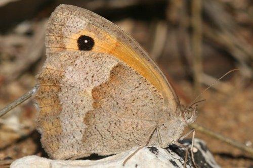 Réf. 5 046 : Maniola jurtina