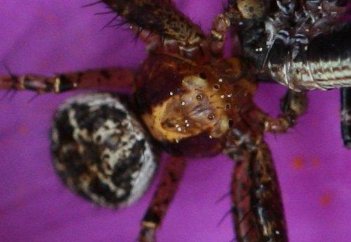 Xysticus sp.