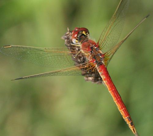 Réf. 5 309 : Sympetrum fonscolombii