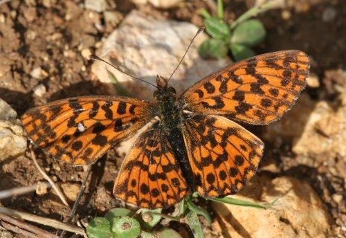Réf. 5 310 : Boloria dia