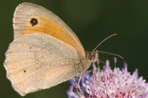 Réf. 5 047 : Maniola jurtina