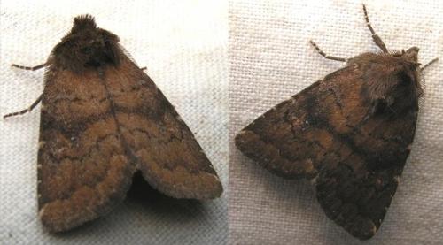Réf. 5 791 : Charanyca ferruginea