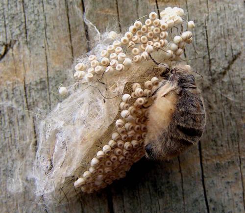 Orgyia antiqua