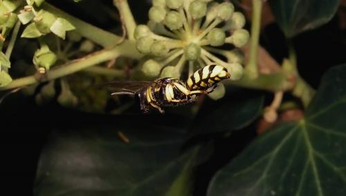 Réf. 5 103 : Ectemnius cephalotes