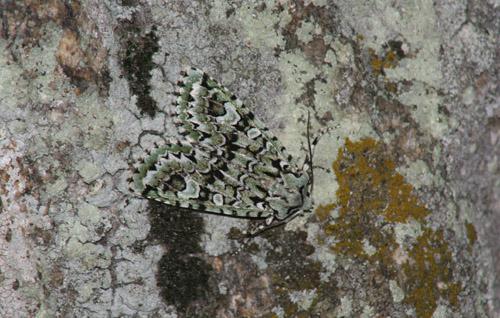 Réf. 5 501 : Griposia aprilina