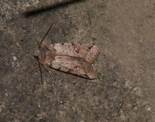 Réf. 5 515 : Agrochola litura