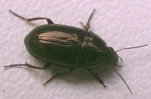 Amara aenea