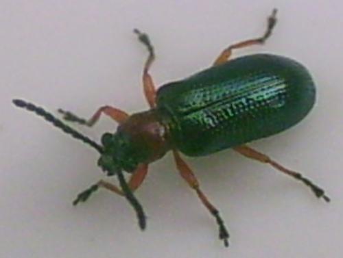 Réf. 5 695 : Oulema sp.