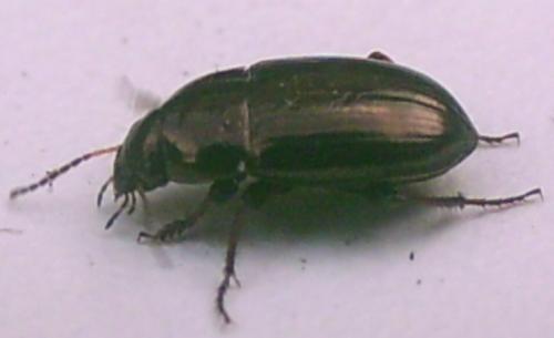 Amara aenea