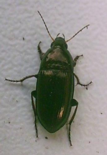 Amara aenea
