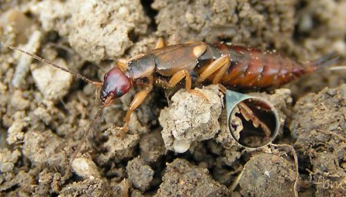 Forficula auricularia