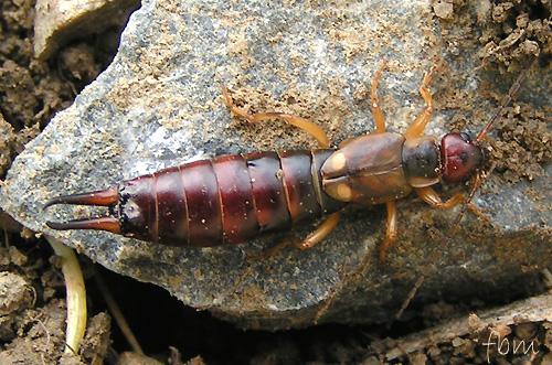Forficula auricularia