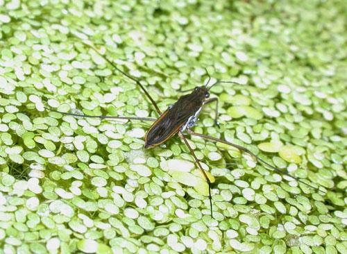 Gerris sp.