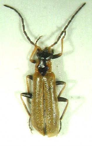 Rhagonycha nigriventris