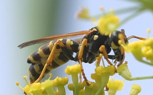 Polistes dominula