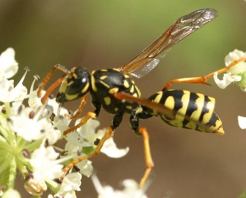 Polistes dominula