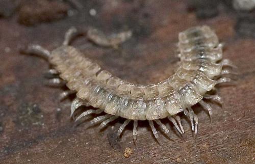 Polydesmus sp.