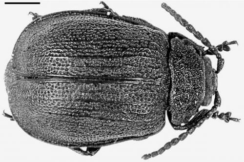 Galeruca pomonae