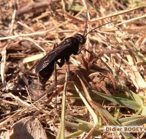 Réf. 5 880 : Cryptocheilus sp.