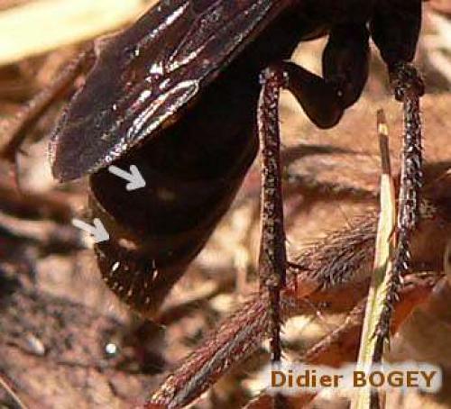 Réf. 5 913 : Cryptocheilus sp.