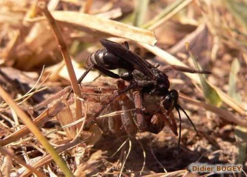 Réf. 5 881 : Cryptocheilus sp.