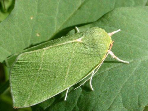 Bena bicolorana