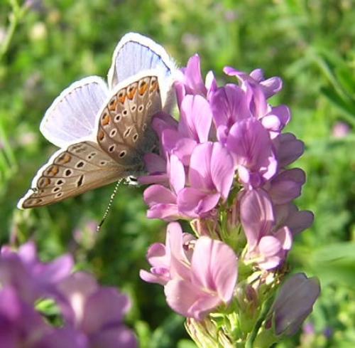 Polyommatus icarus