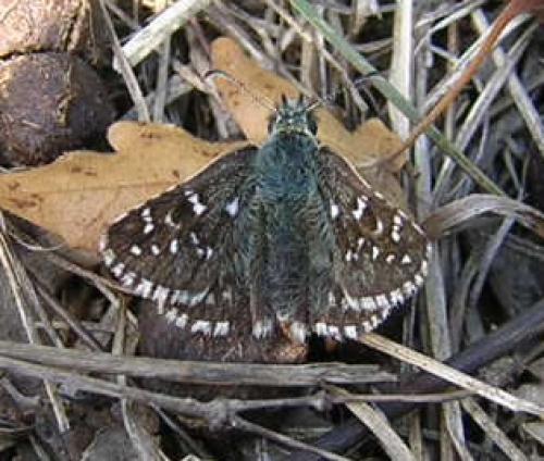 Pyrgus sp.