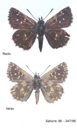 Spialia sertorius