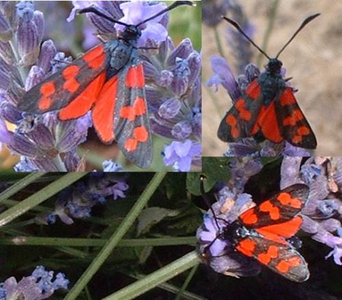 Réf. 5 305 : Zygaena transalpina hippocrepidis
