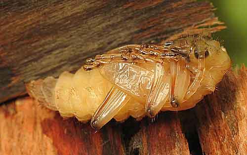 Réf. 5 189 : Rhagium bifasciatum
