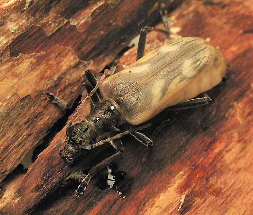 Réf. 5 191 : Rhagium bifasciatum