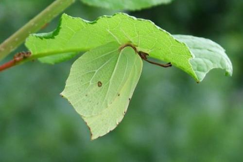 Gonepteryx rhamni