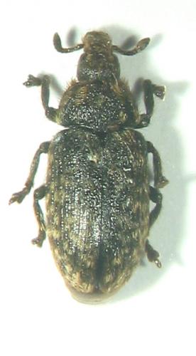 Rhinocyllus conicus