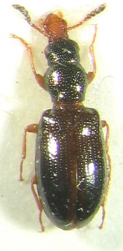 Réf. 5 697 : Salpingus planirostris