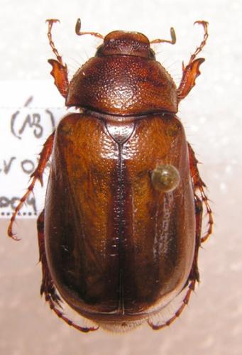 Rhizotrogus cicatricosus