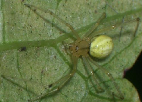Enoplognatha sp.