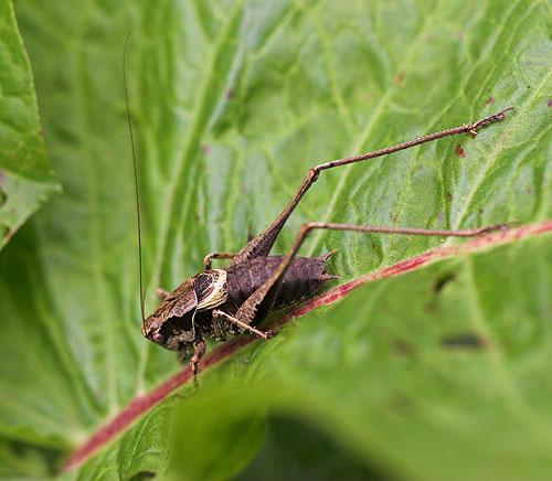 Réf. 5 267 : Pholidoptera griseoaptera