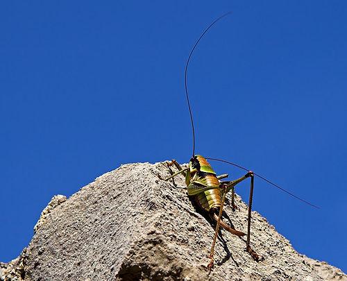 Eupholidoptera schmidti