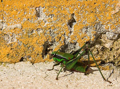 Eupholidoptera chabrieri chabrieri