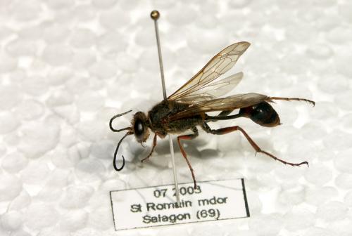 Réf. 5 037 : Sceliphron curvatum