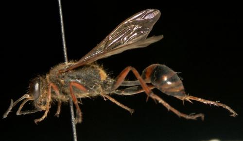 Sceliphron curvatum