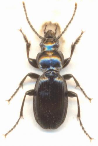 Pterostichus madidus